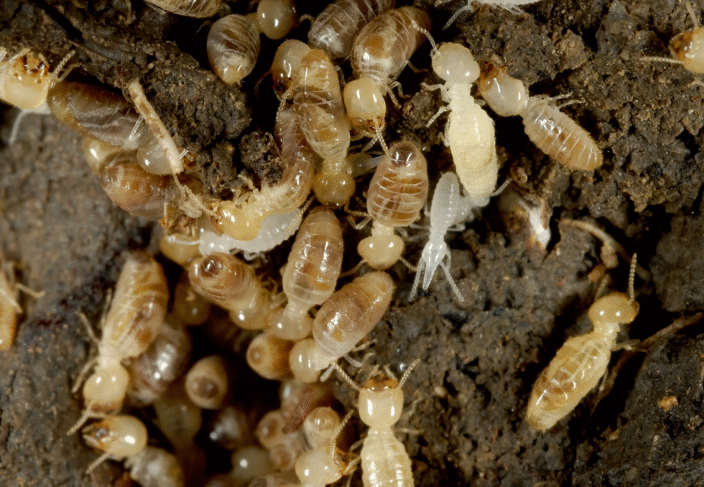Cockroach Eggs And Skin
