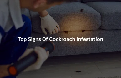 Top Signs of Cockroach Infestation