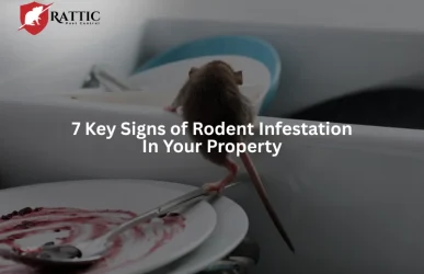 7 Key Signs of Rodent Infestation in Your Property