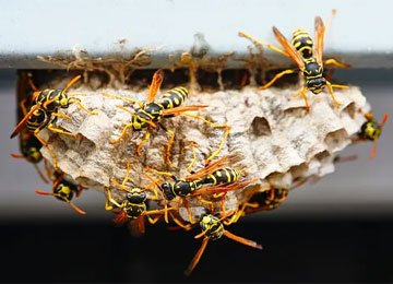 Wasps Pest Control