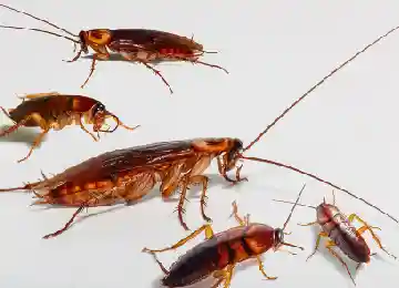 Cockroaches Pest Control
