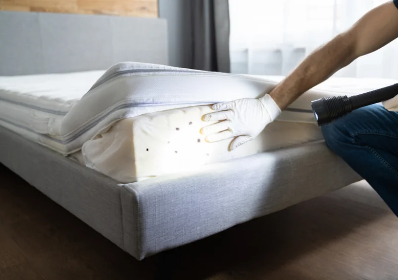 Bed Bugs Problem in UK