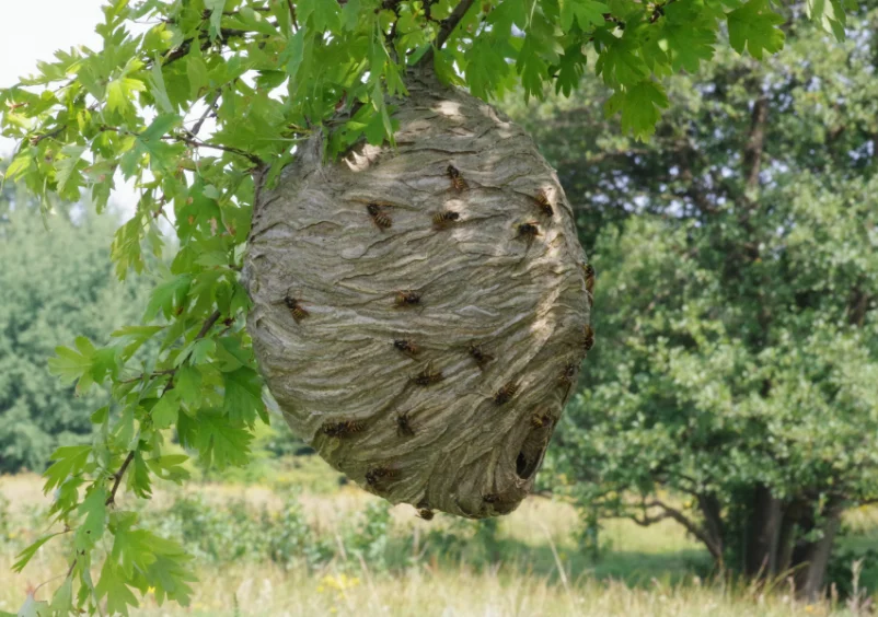 Wasps Nest Removal Slough, Berkshire
