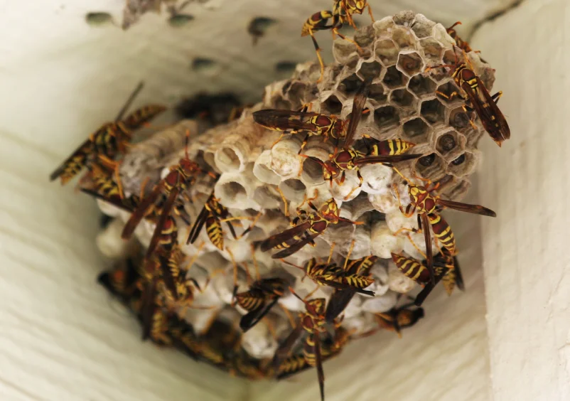 Wasps Nest Removal near me Slough, Berkshire