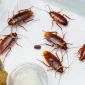 cockroaches pest control near me Slough, Berkshire