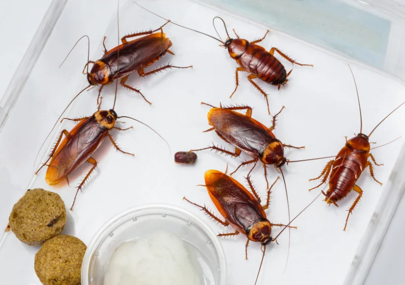 cockroaches pest control near me Slough, Berkshire