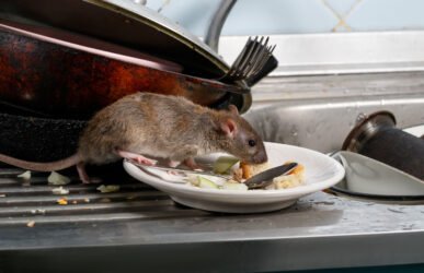 How to Get Rid of Rats in House Fast UK